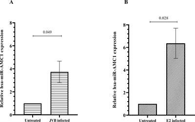 A novel microRNA promotes coxsackievirus B4 infection of pancreatic β cells